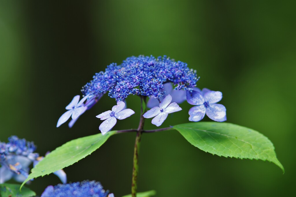 花 柄 の 傘