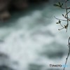 渓流で生きる・・