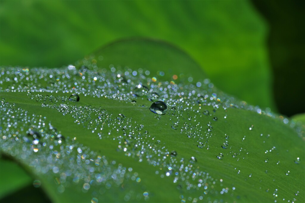 葉上の朝露