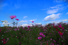 秋桜