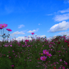 秋桜