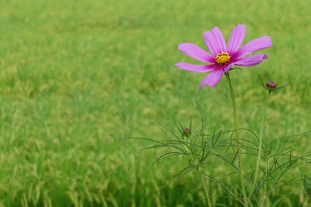 秋の彩色