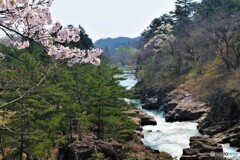 渓谷の桜