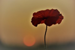 いつもの夕暮れ３