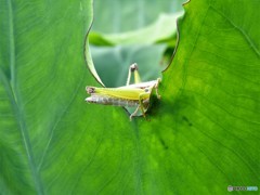 頭隠して・・・？