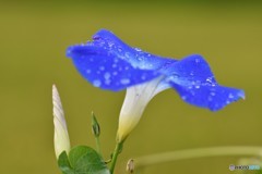 雨上がり・・