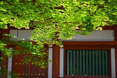 青楓（毛越寺）