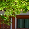 青楓（毛越寺）