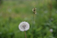たんぽぽ