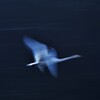 白鳥