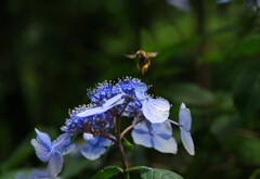 あじさいと蜂・・