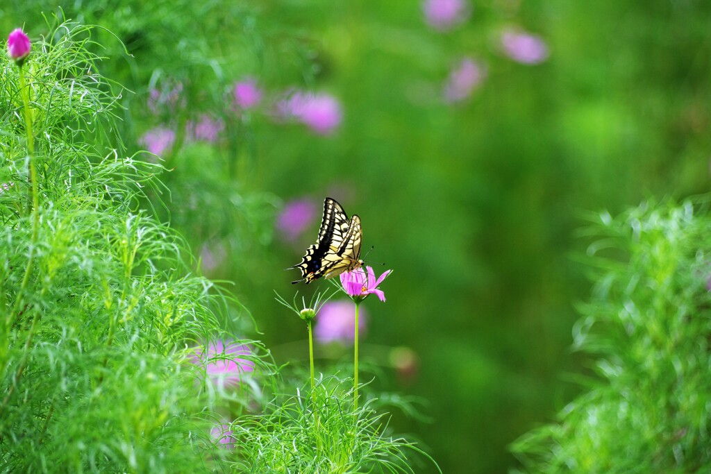 夏の終わり