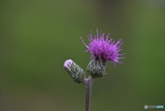 ママ・・・おんぶ！