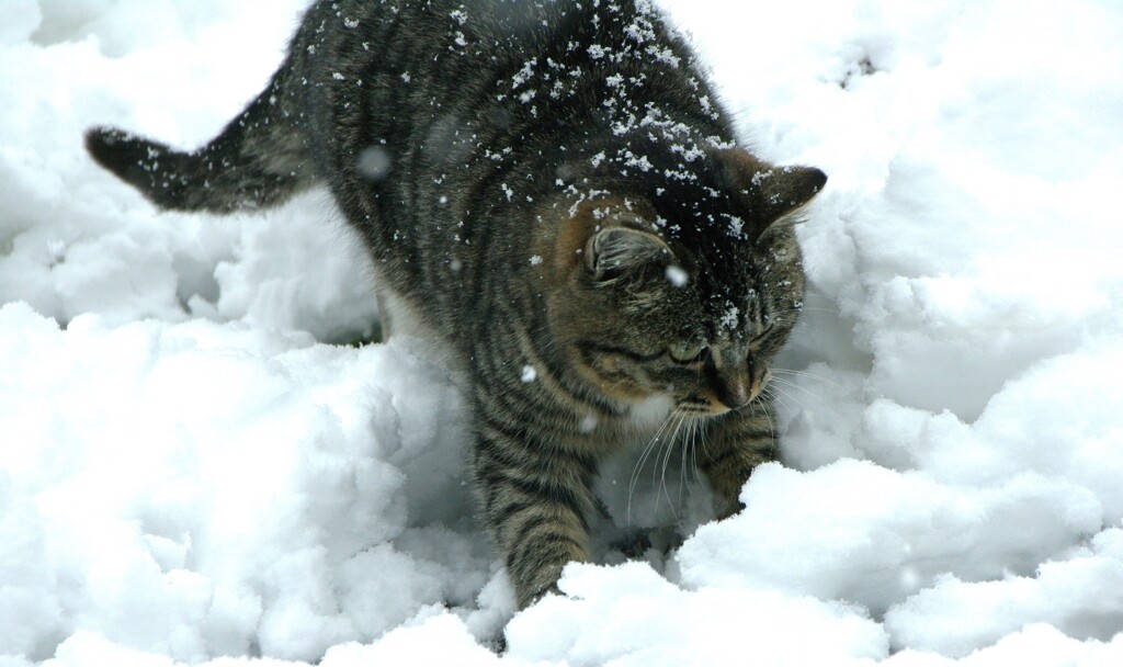 猫は喜び、庭駈けまわり・・♪