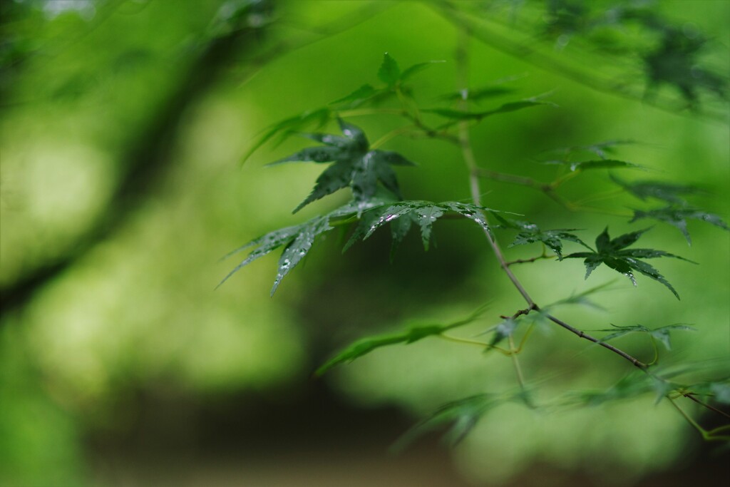 秋雨