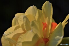 夕暮れ時は淋しそう・・