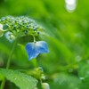 雨がお似合い