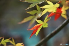 自然がままに・・