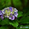 紫陽花