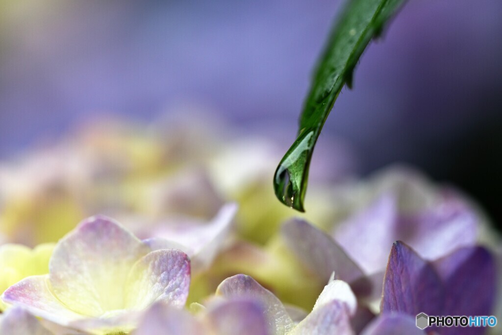 花雫