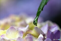 花雫
