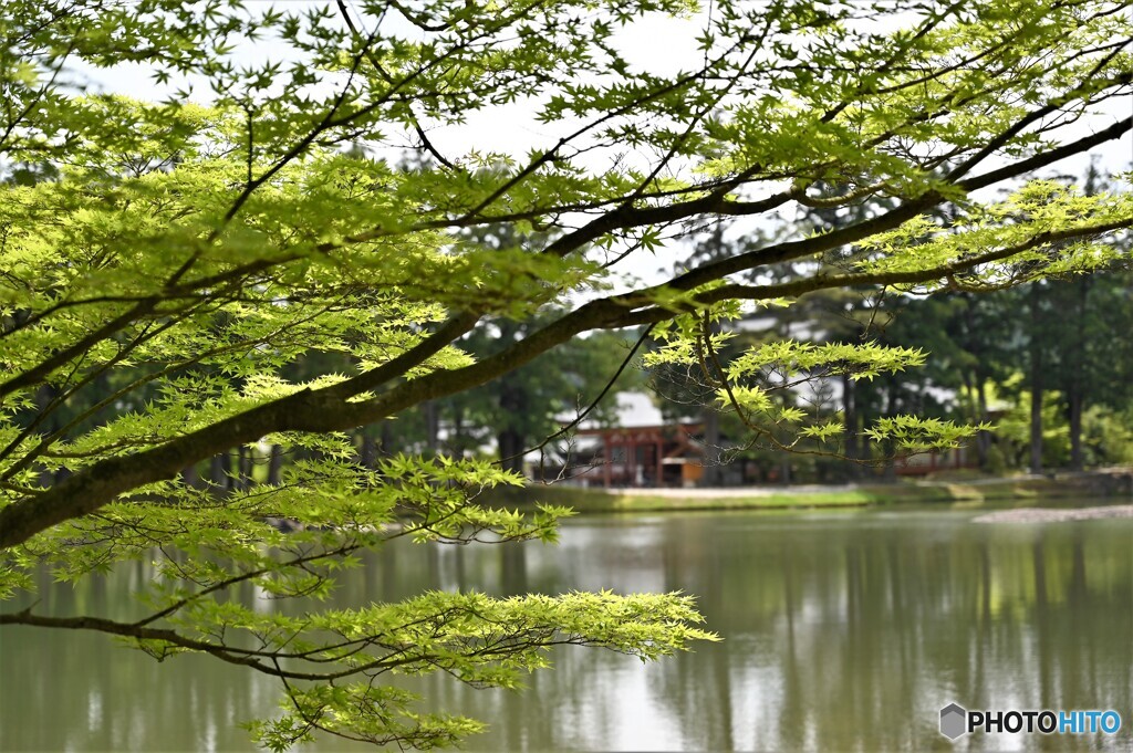 毛越寺（初夏）