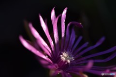 つかの間の・・