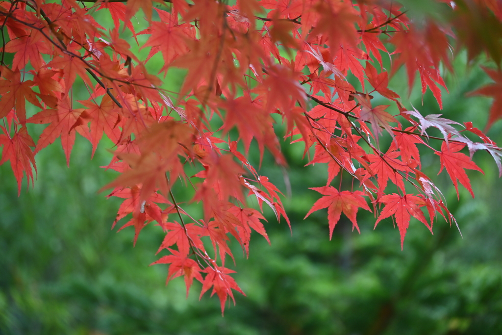 常緑樹の中で・・