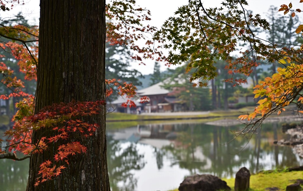 毛越寺