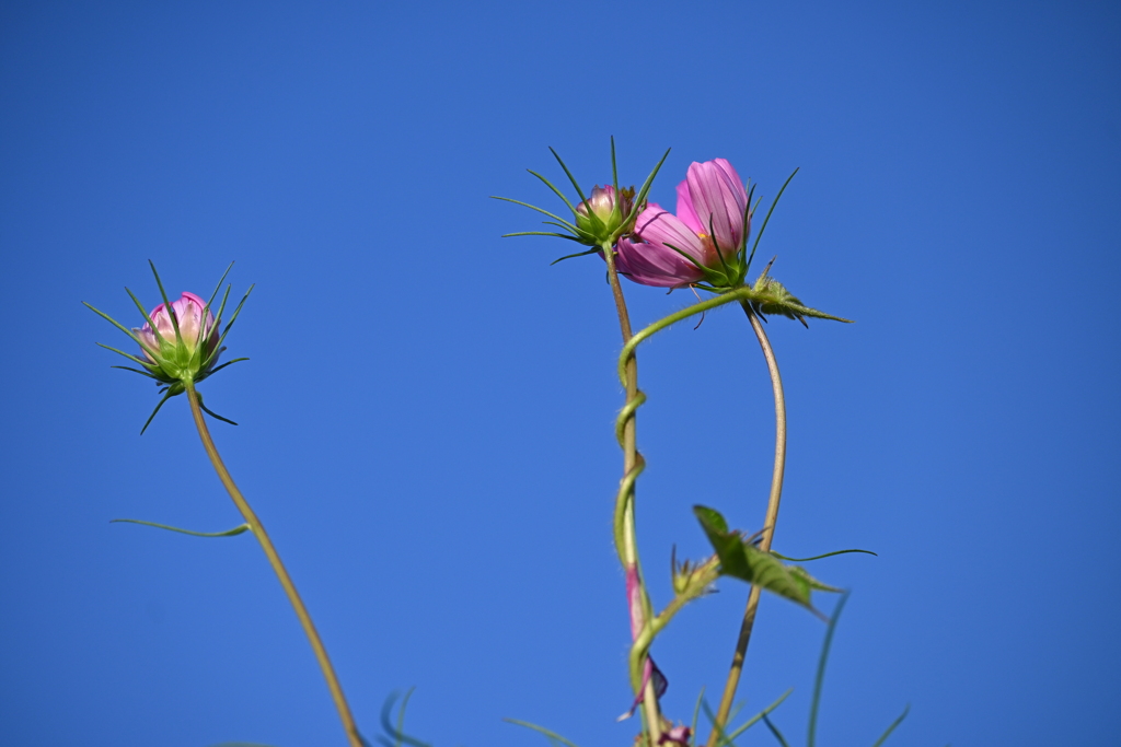 僕は死ぬまで君を離さないぞ・・♪