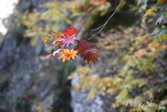 秋を彩る・・