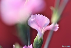 もう、そこまで・・