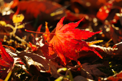 ～日向ぼっこ～