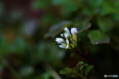 ちいさな春Ⅱ