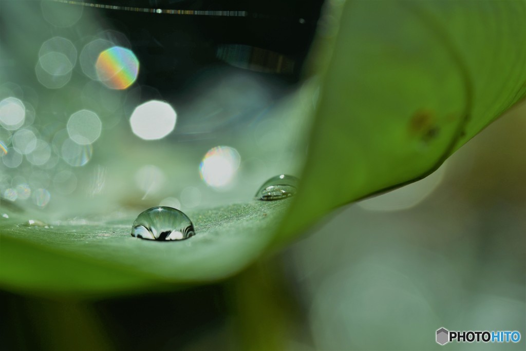 水真珠