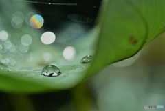 水真珠