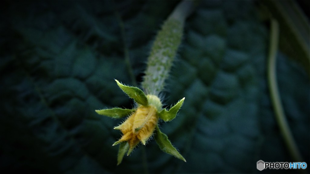 きゅうりの一歳児