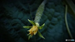 きゅうりの一歳児