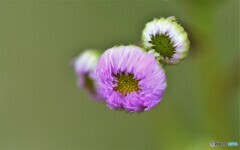 花姉妹・・