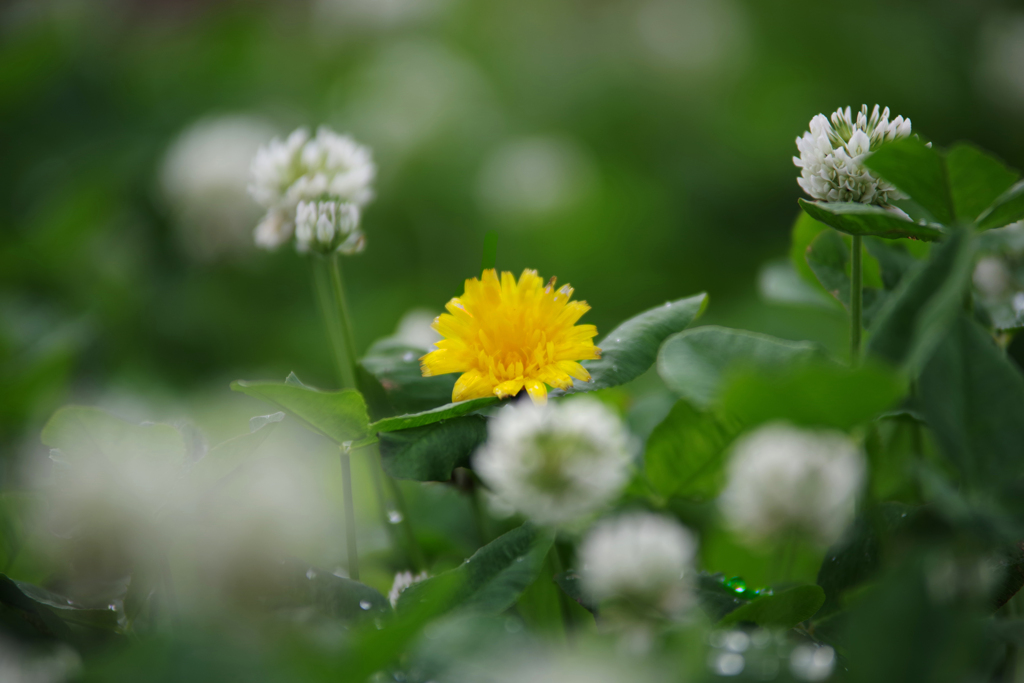 雨上がり・・