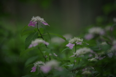 やさしい雨