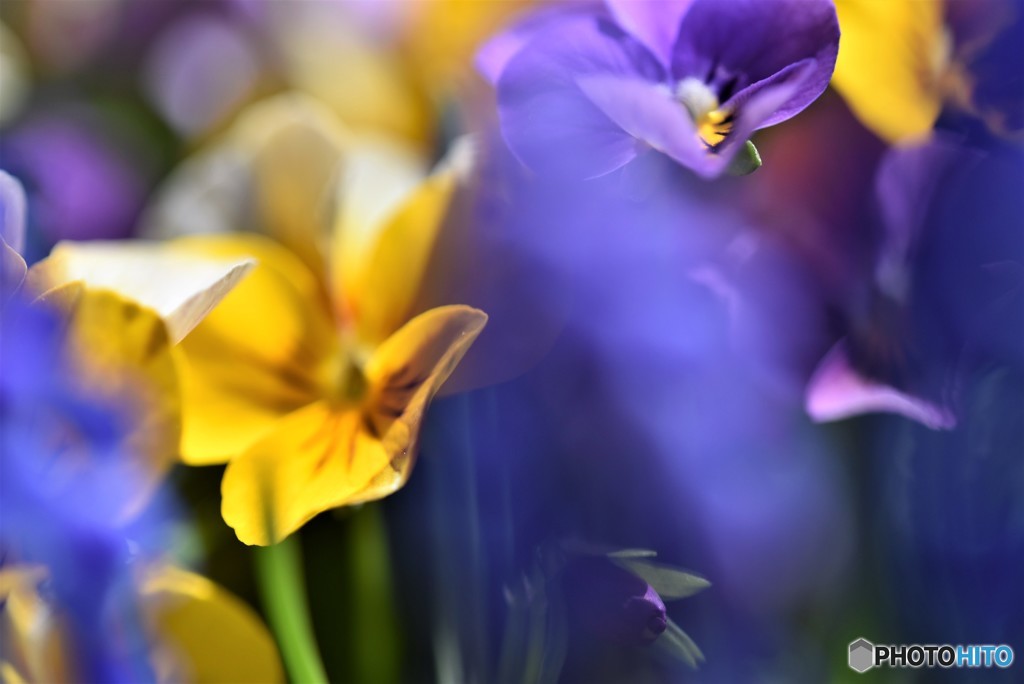 隠れんぼう・・