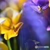 隠れんぼう・・