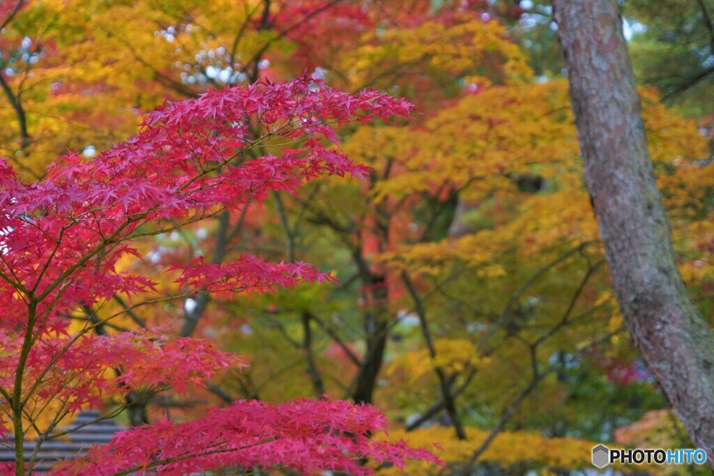 我、負けじと紅をさす・・