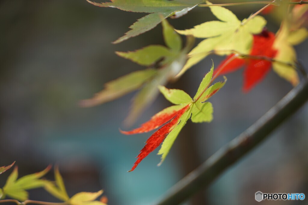 紅をさし・・・