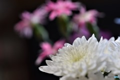 今日　卒業します・・