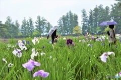 花を見る人・撮る人