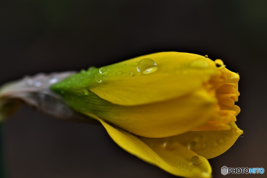 花時の雨