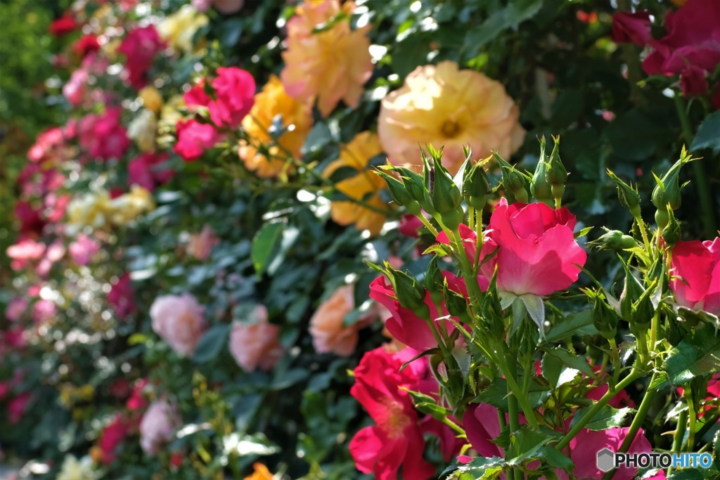 バラが咲いた♪　バラが咲いた～♫