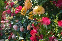 バラが咲いた♪　バラが咲いた～♫